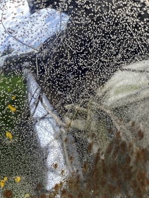 Tiled Image