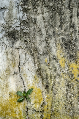 Tiled Image