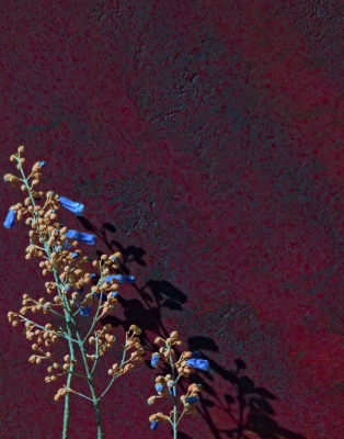 Tiled Image
