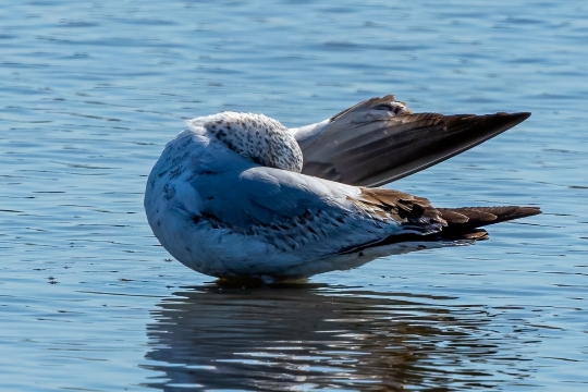 Tiled Image