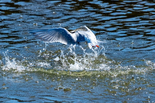 Tiled Image