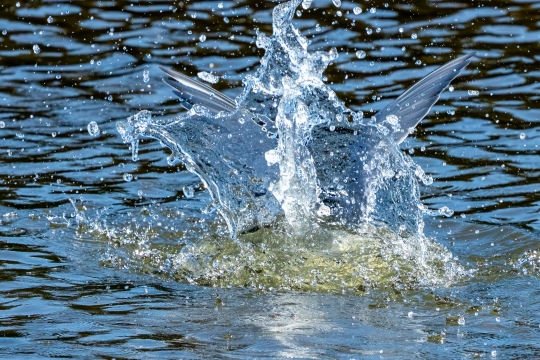 Tiled Image