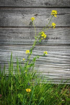 Tiled Image