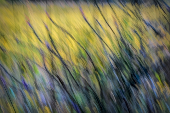 Tiled Image
