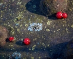 Tiled Image