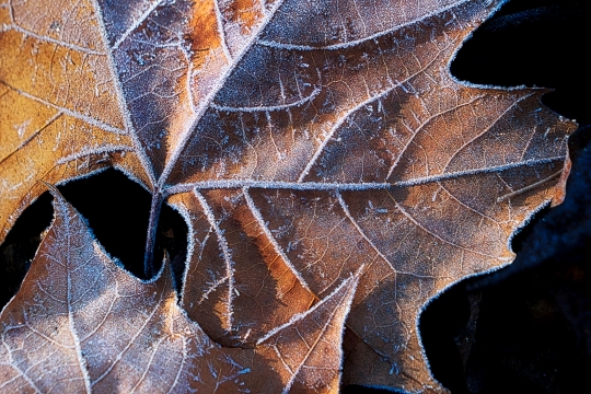 Tiled Image