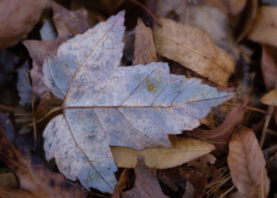 Tiled Image