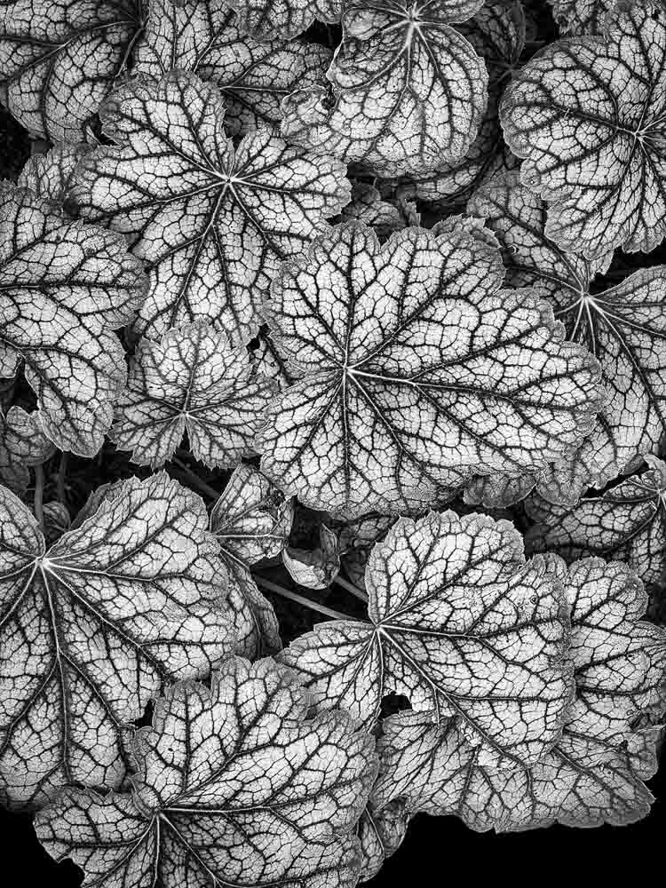 Tiled Image